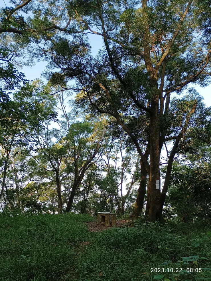 相思樹地處常於此休憩，自攝