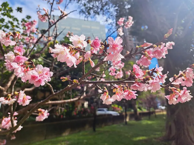 象山公園櫻花(霉女拍攝於2024年2月初)