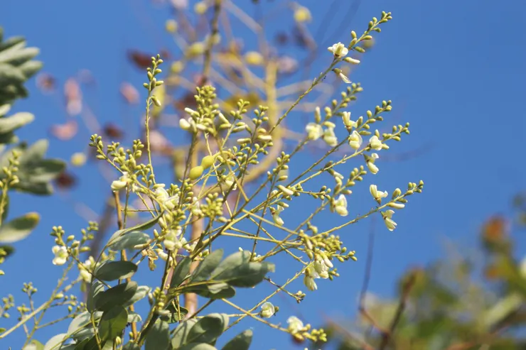 國槐在台灣於秋天開花，於頂端開黃花，花序向上衝，花朵較小且無香味。