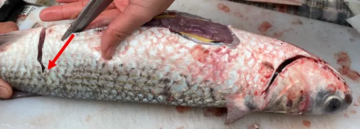 兩側都往斜測網魚腹口剪開(紅線部分)