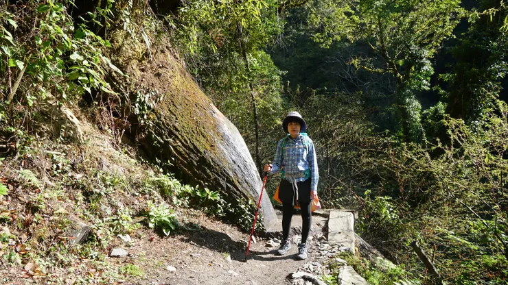 跨過大石頭就快到”巨木群環狀步道”