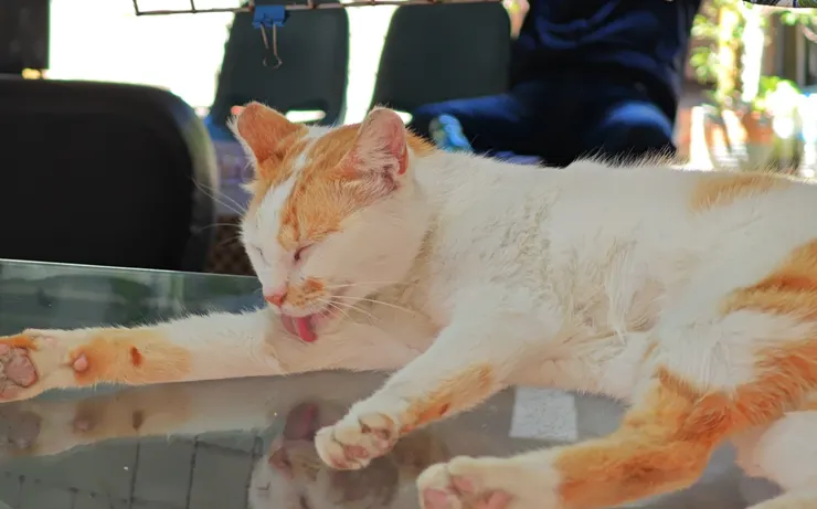 貓咪願意在桌面上、腹部側躺並專心梳理，代表牠對環境極度信任且處於放鬆狀態