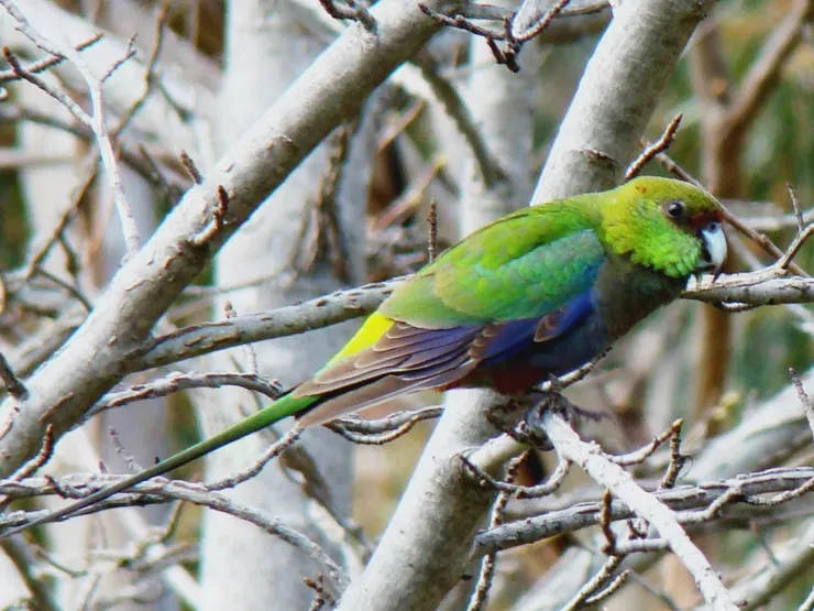 紅帽鸚鵡的幼鳥