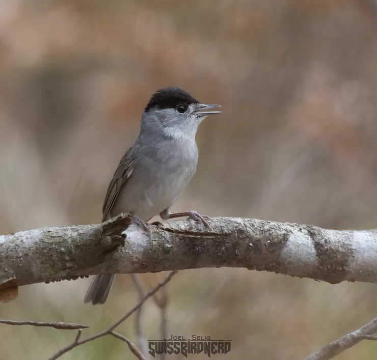 @swissbirdnerd; 黑頂林鶯，歌劇裡伴隨聖方濟的鳥--la capinera。