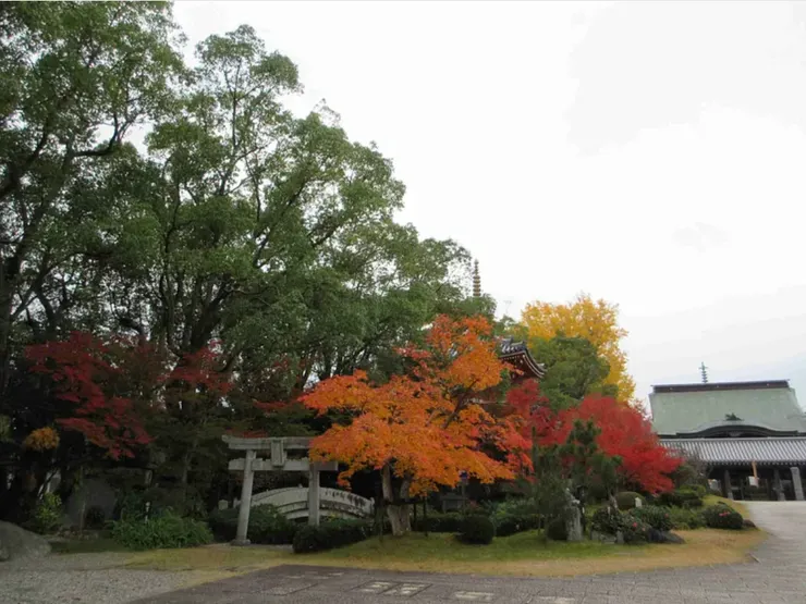 楓葉也有橘紅色的或是純紅如火的顏色