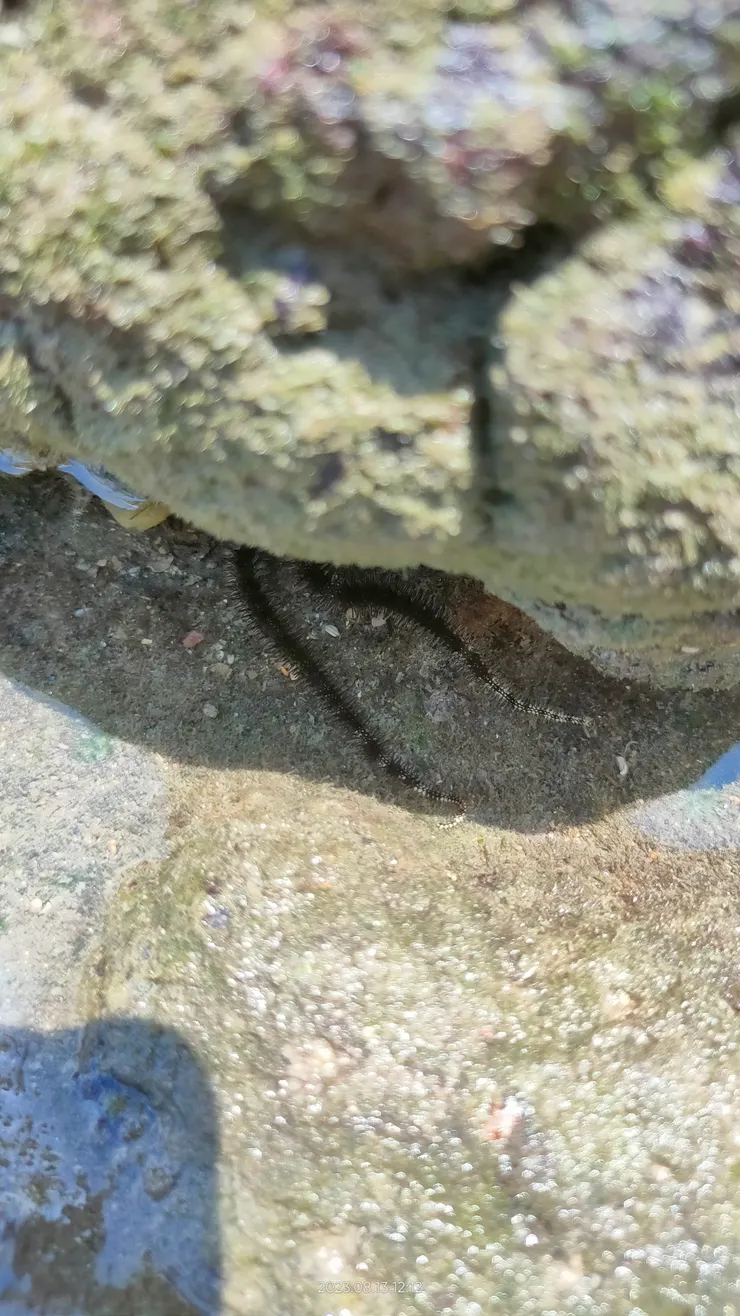 除了螃蟹寄居蟹,還有不少喊不出名的海洋生物