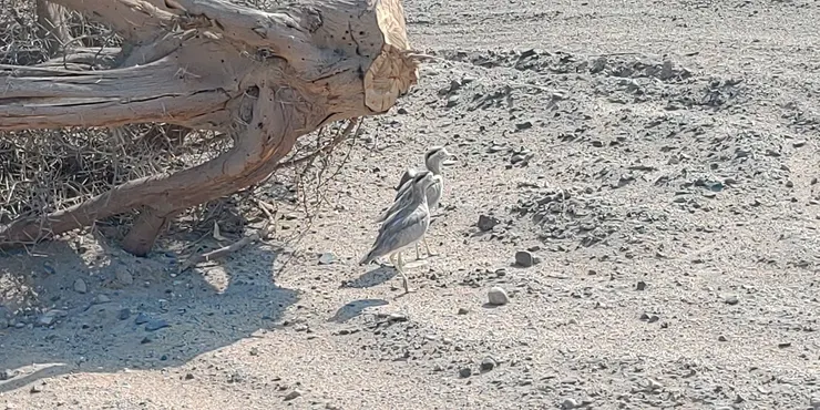 黃喉班鴴,聽說是一夫一妻制,永遠都是成雙成對出現