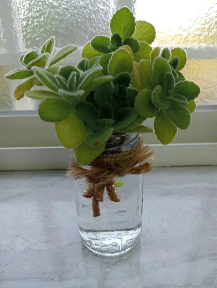 小品插花. 麻吉