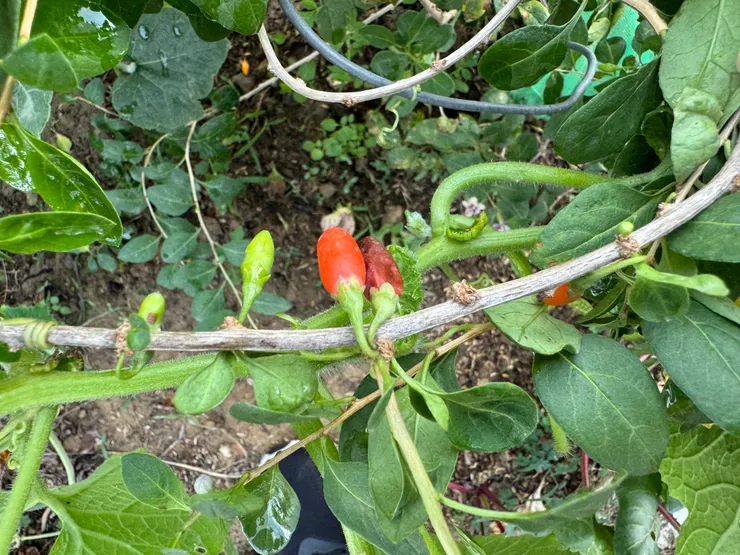 我們常吃的枸杞