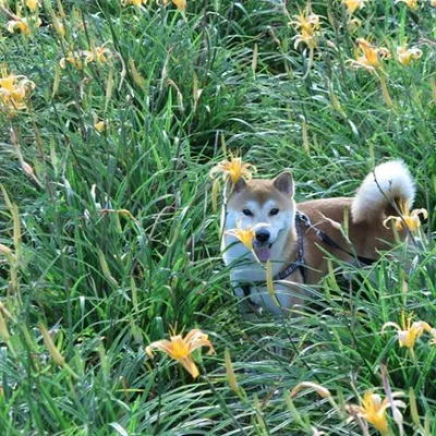 愛吃烤魚的沙龍