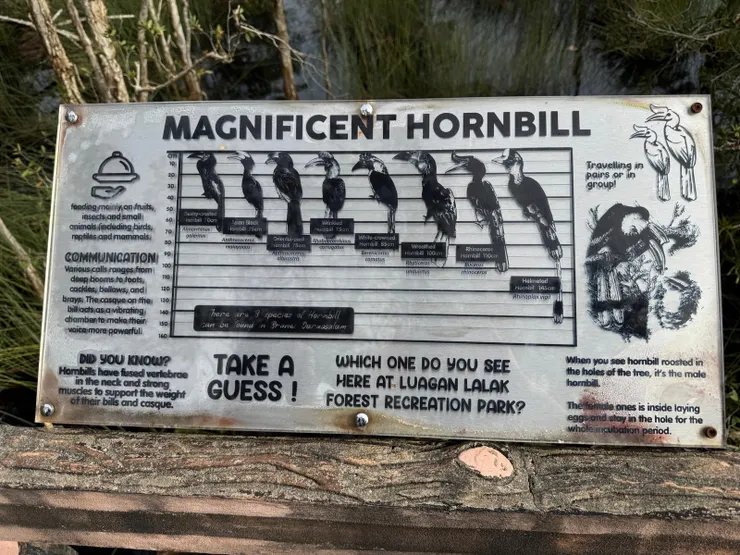 公園内可看到的犀鳥~