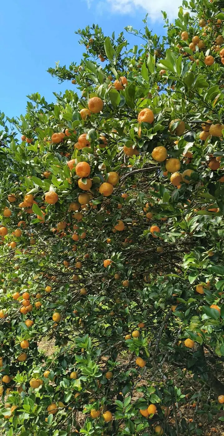 結實纍纍的香檬