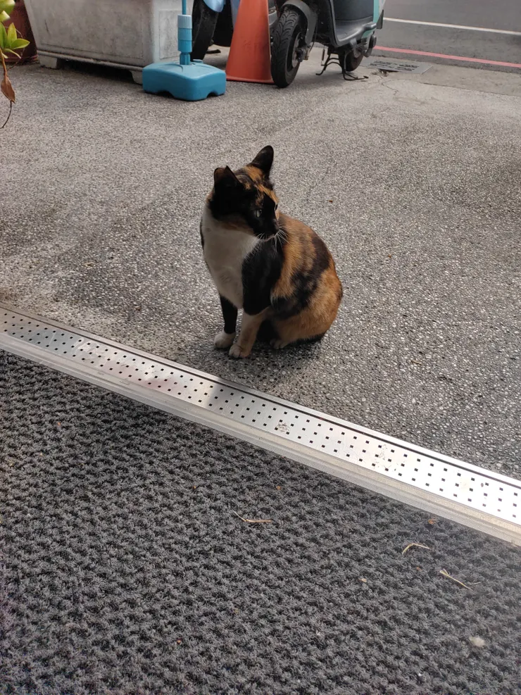 三花貓張望著