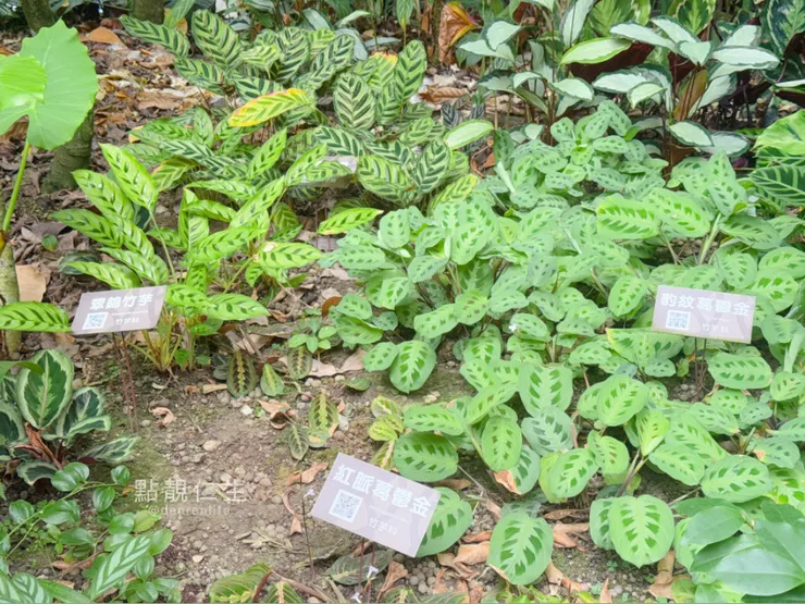 豹紋葛鬱金｜台北典藏植物園