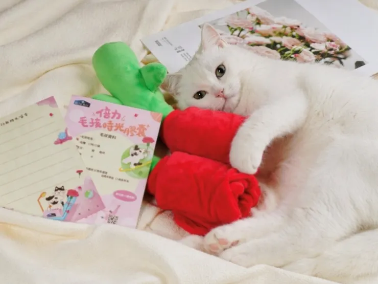 圖說：倍力寵食歡慶母親節與20週年，推出「毛孩時光膠囊」企劃，相約一年後再次傳遞溫暖。（資料來源：倍力寵物健康食品）