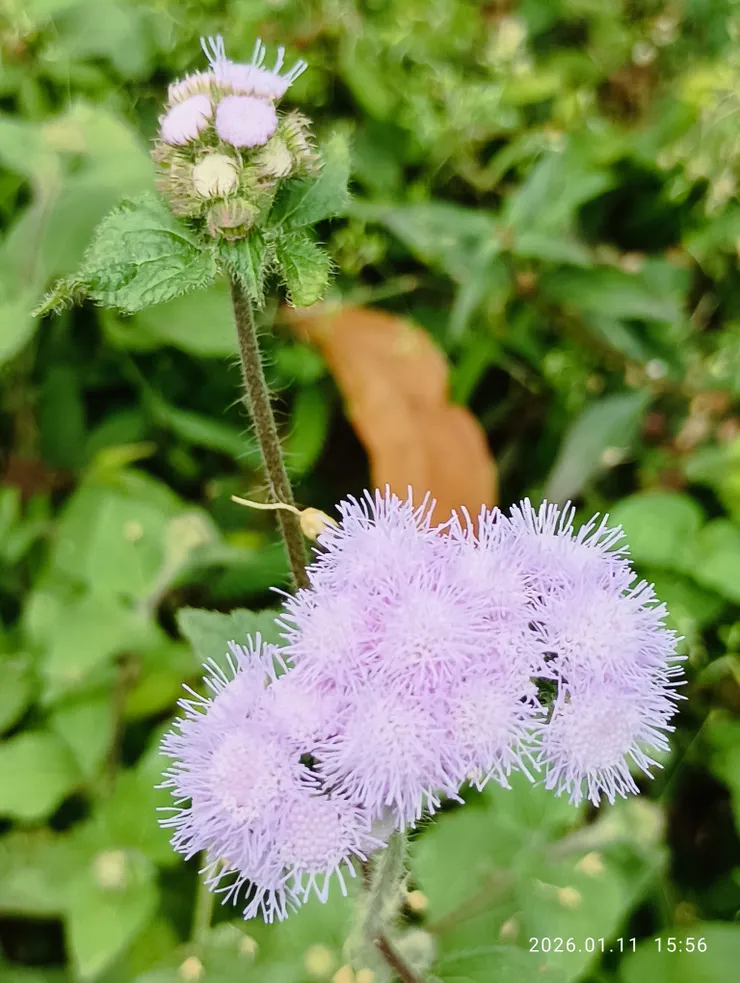 天涯情味獨清幽，藿香薊（一般色澤），皆自拍攝