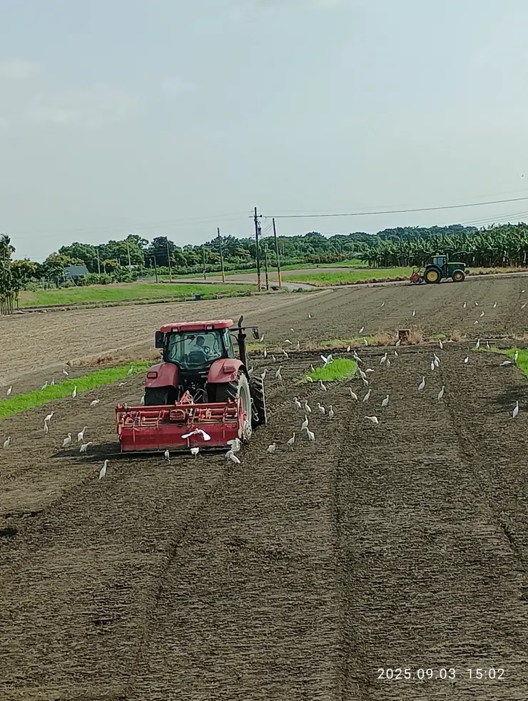 農地翻耕，白鷺鷥隨之覓食，自拍攝