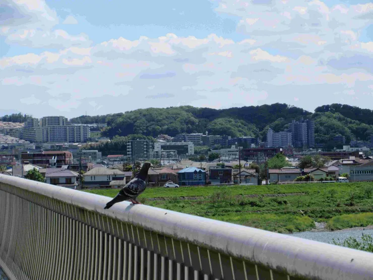 稻城大橋橋下景色
