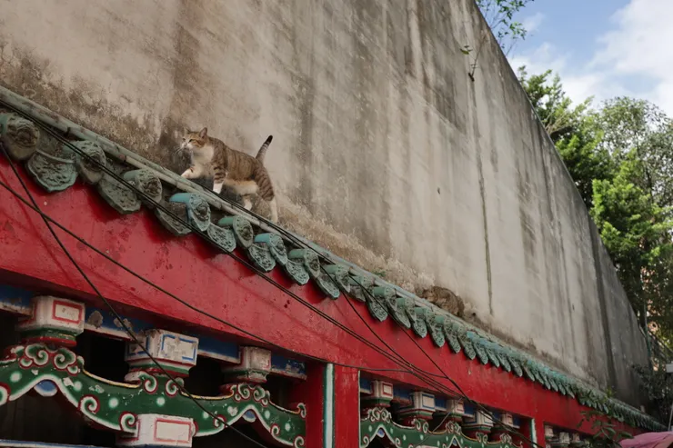 飛簷走壁的貓貓