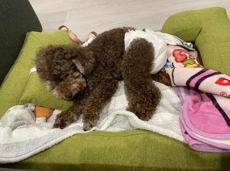 在台北Ｍ家午睡中的吐司