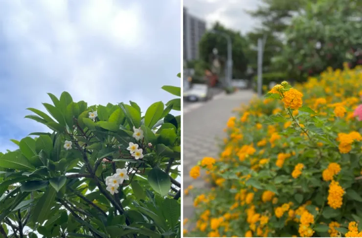 和你分享今日的 IKIGAI(雖然只是路邊的野花,但它們讓我感到幸福!)