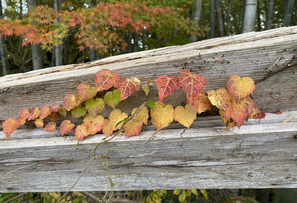 小露的耍廢札記