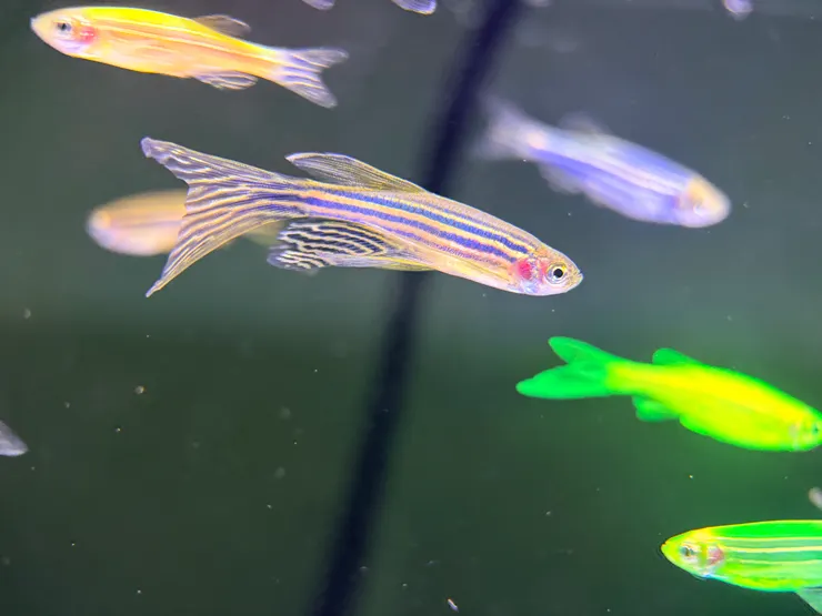 用APEXEL Xtreme 拍斑馬魚