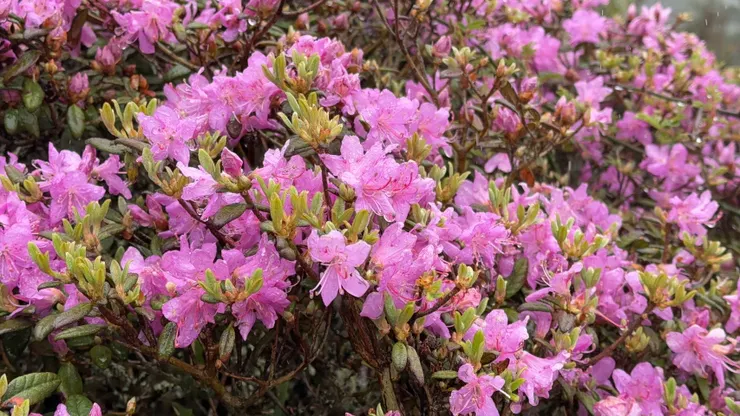 高山杜鵑花