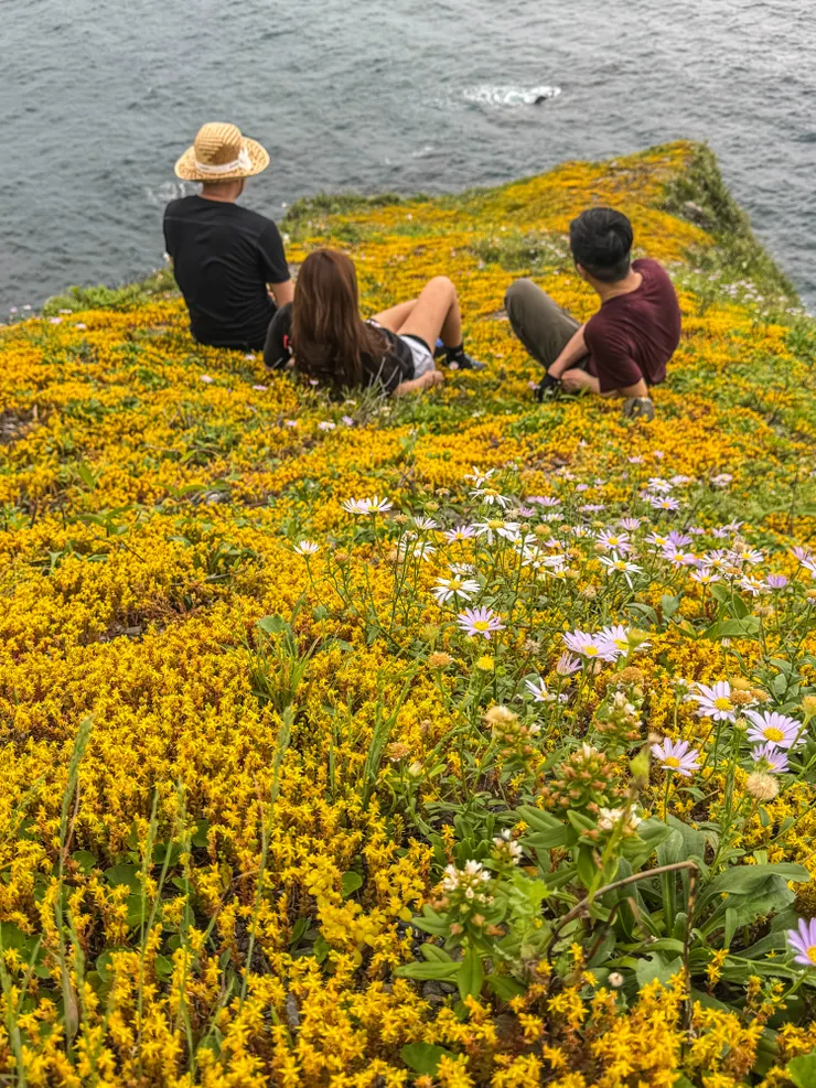 是春季至初冬的狗娃花 及 春季至初夏的疏花佛甲草正盛開中