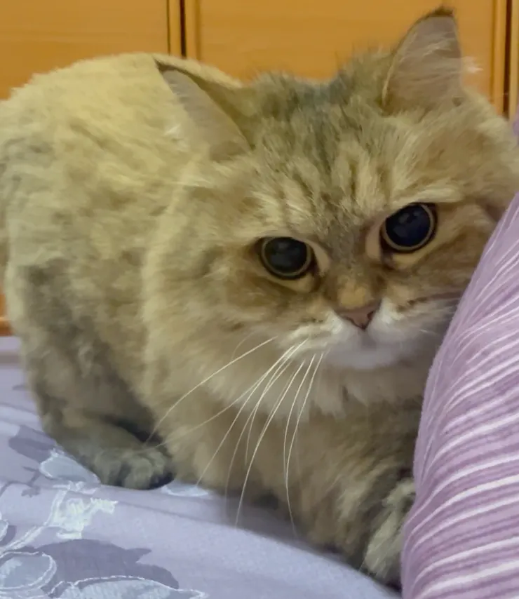 翻攝自2025/02/02晚上0935的影片