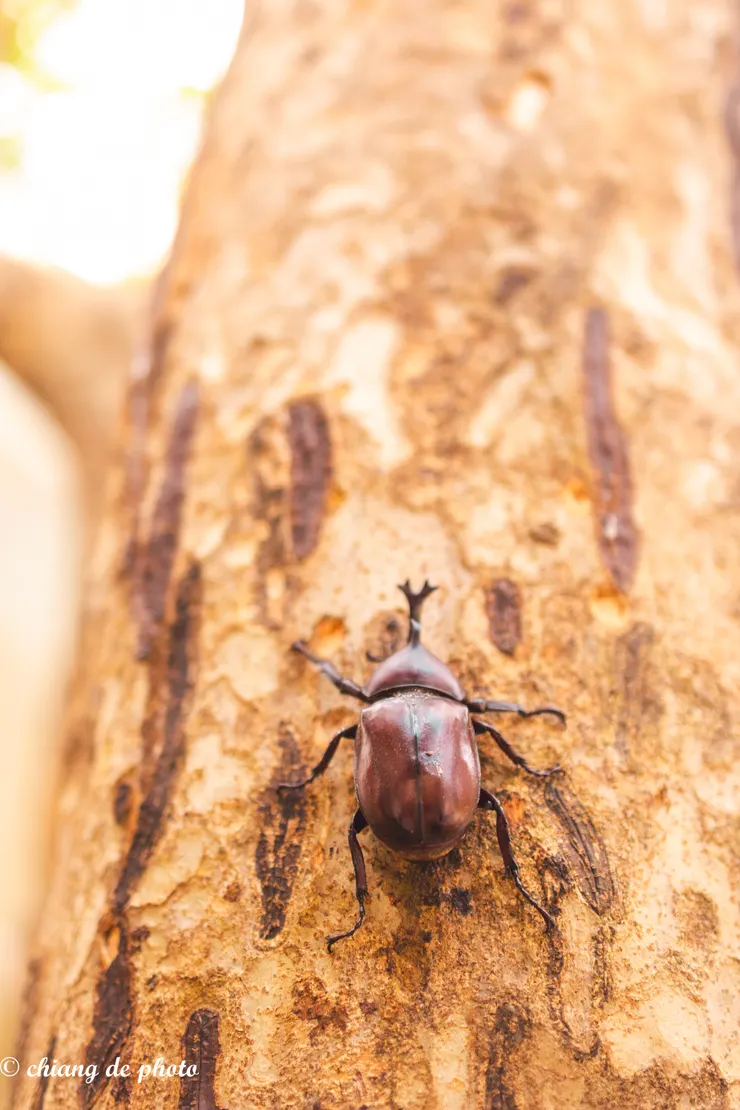 向上？還是原地踏步