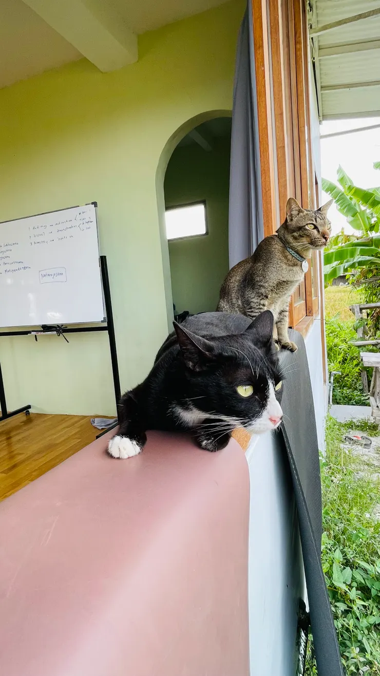 教室裡有四隻貓，其中這兩隻，黑貓叫做PIE (party girl) & 虎斑叫做 Choco