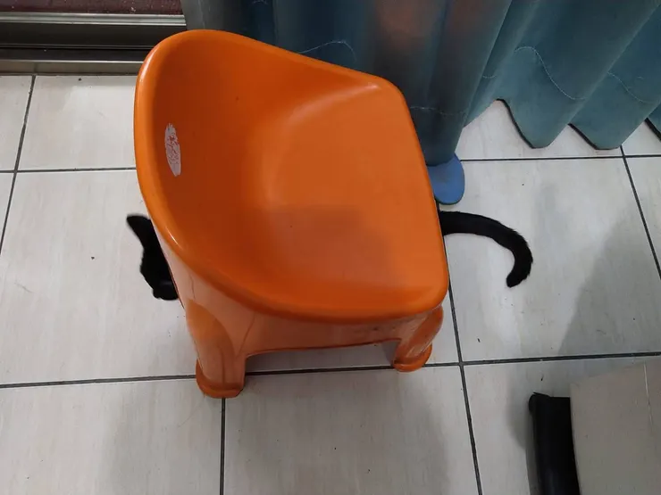 小黑(李建崑攝影)