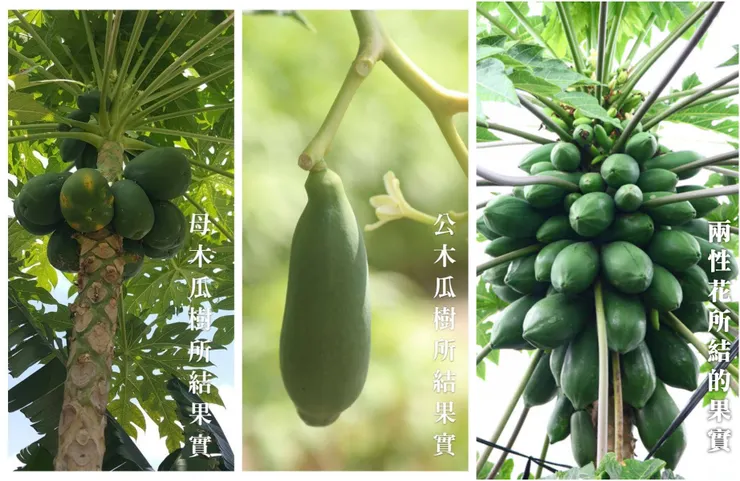 具有多元性別的木瓜 結出來果實型態也都不同。