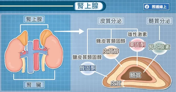 腎上腺的位置與激素分泌的功能