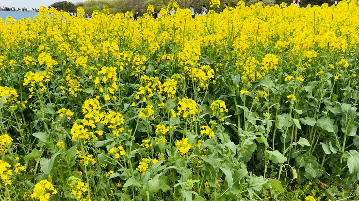 油菜花是另一種美。
