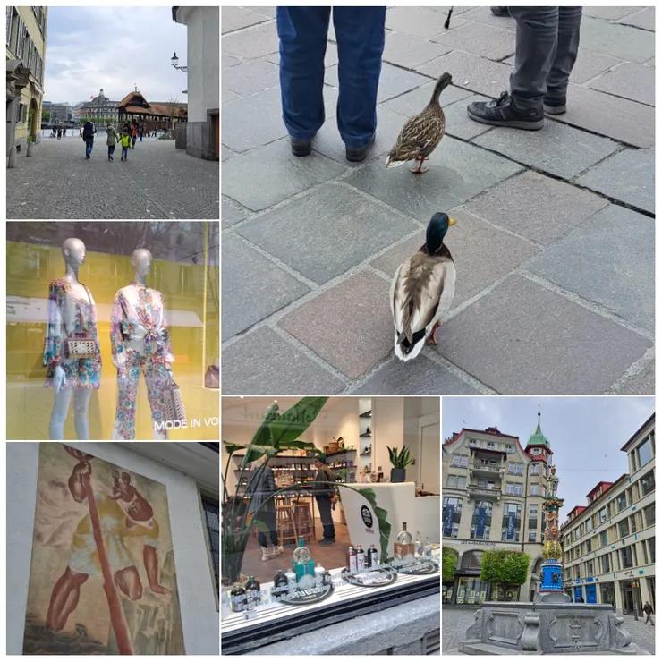 琉森街道隨拍..鴨子也上街逛...