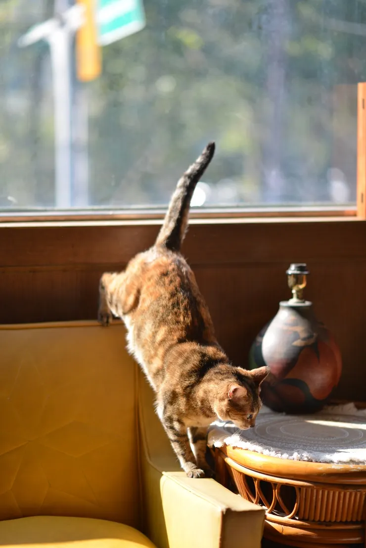 人能不能活得跟貓一樣自在自我