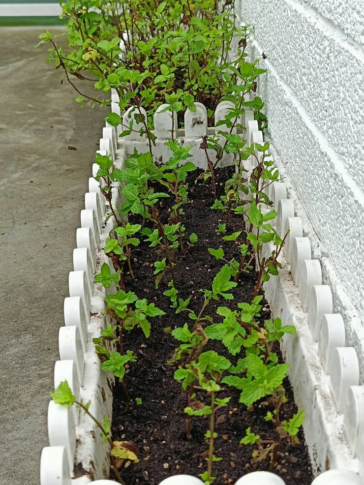 分插出另一盆,希望兩盆都可以再茂盛起來