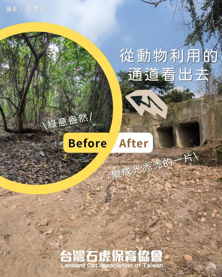 清空前後對照。圖源:台灣石虎保育協會 / 攝影:姜博仁