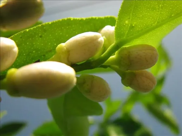 爆開如米香的橘子花苞