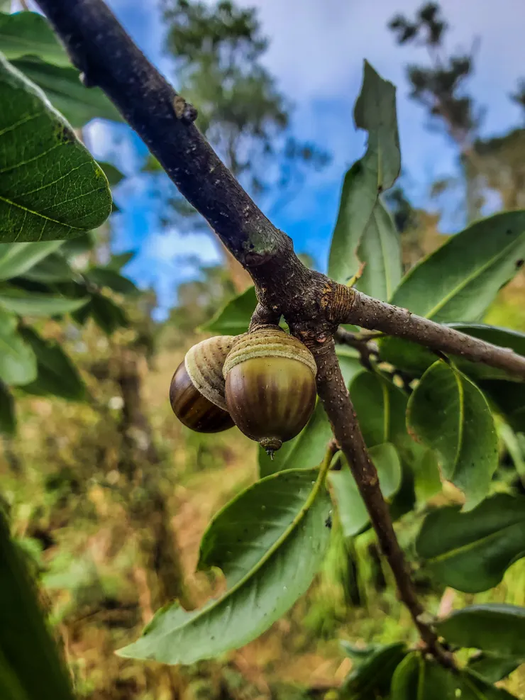 發現樹上的櫟子