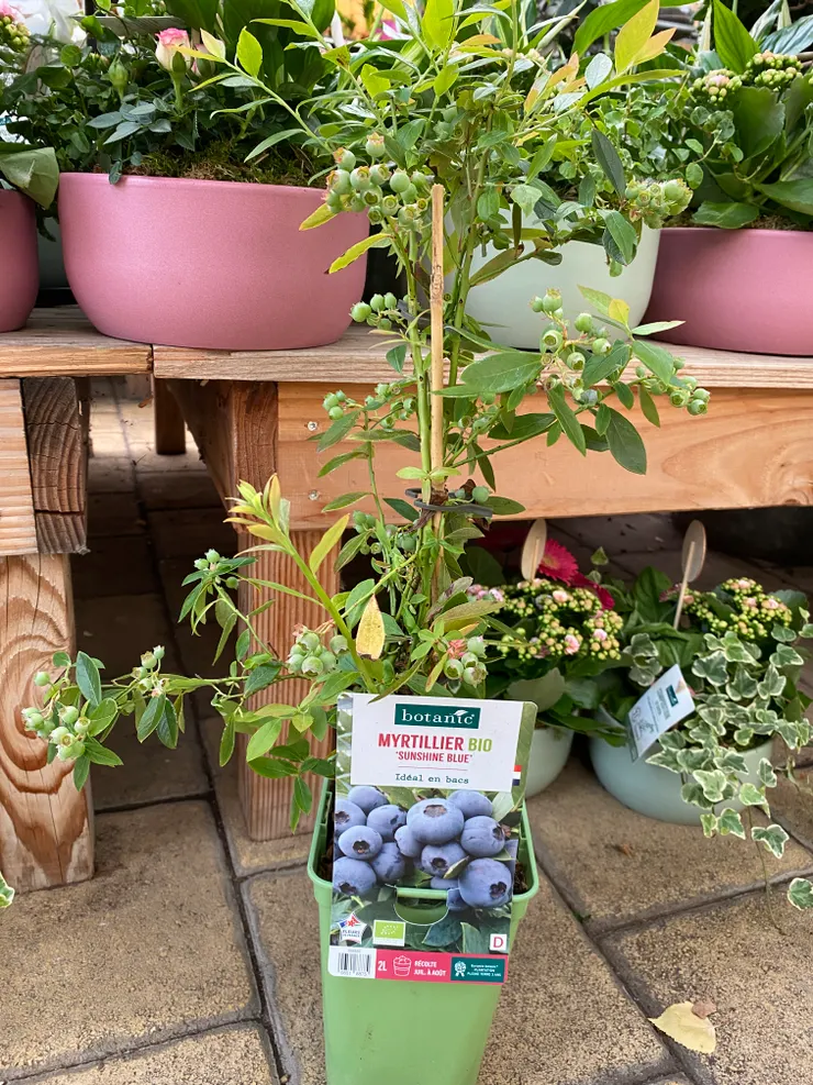 買到的這棵藍莓還有「三年保固」（哈）