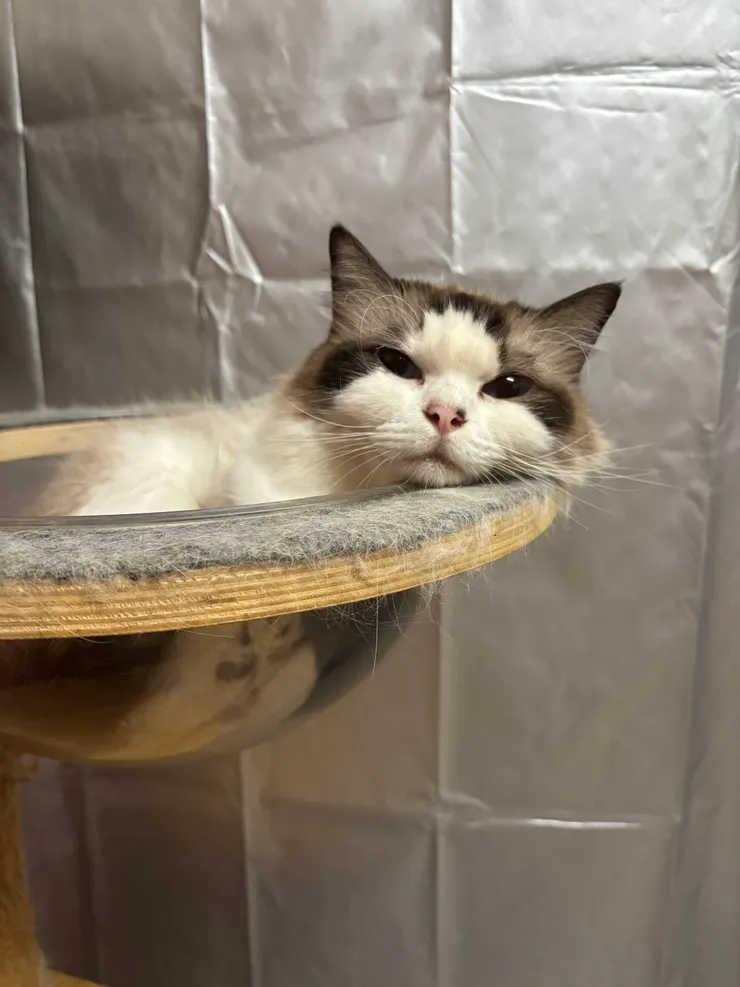 太空艙裡的貓咪