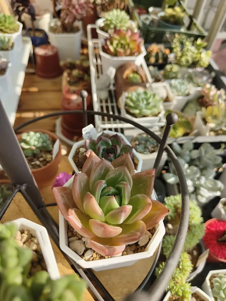 夏天的Q橙香檳還是保有淡淡的橘色