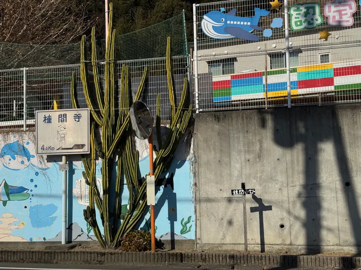 這次見到好多仙人掌