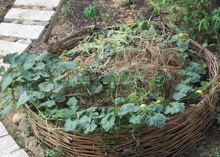 ▲廚餘堆肥兼種南瓜。