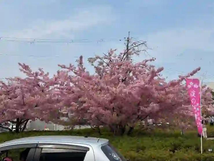 一出站就可以看到盛開的河津櫻!但這還不是淀川沿岸的河津櫻喔!