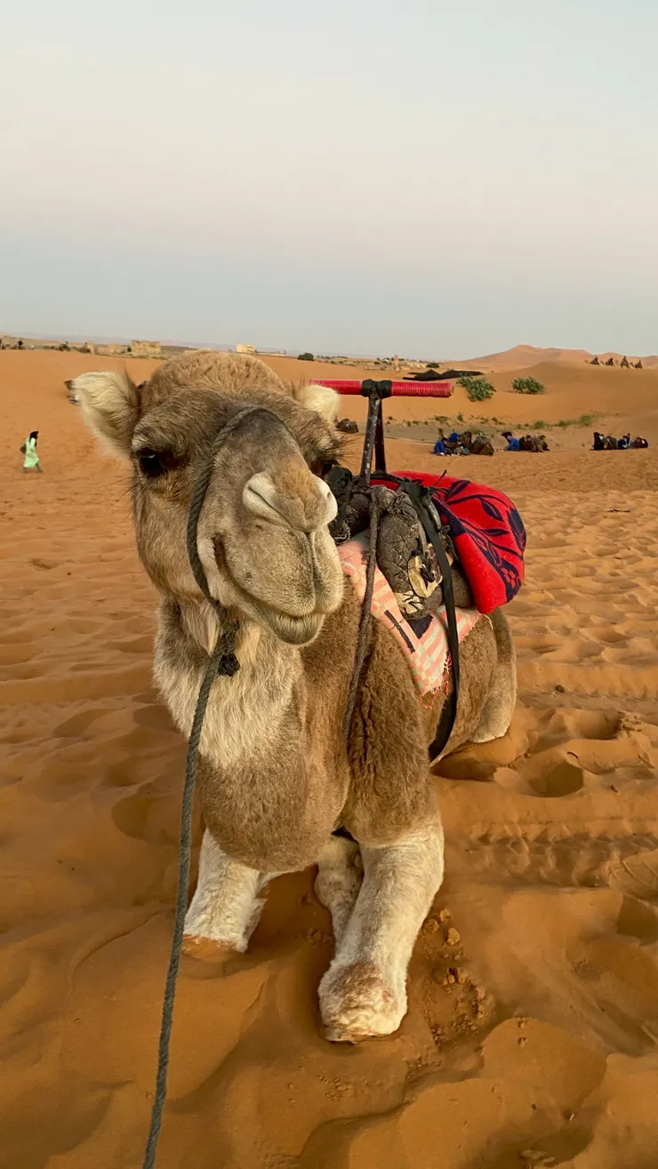 撒哈拉沙漠駱駝