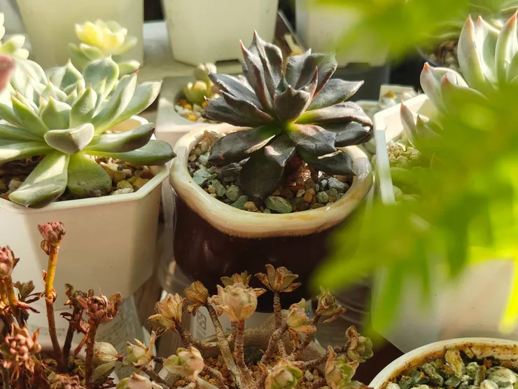 黑色芭蕾舞者瘦了好大一圈，但還是度夏成功了